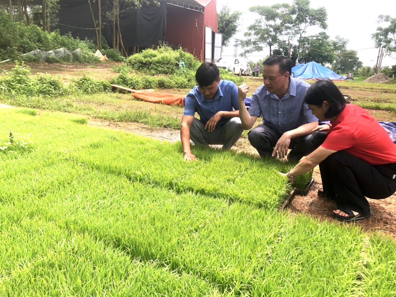 Giám đốc Trung tâm Khuyến nông tỉnh kiểm tra mô hình sản xuất lúa ứng dụng mạ khay – máy cấy tại huyện Hiệp Hòa